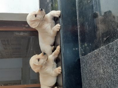 Labrador puppies for sale