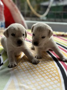 Labrador Puppies