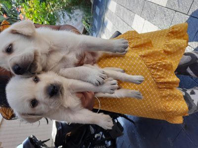 Labrador puppies for Sale