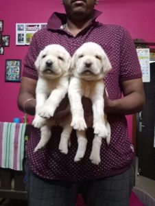 Labrador puppies for sale