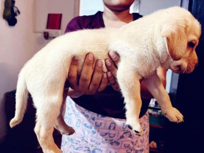 Labrador puppies
