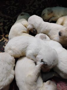 Labrador puppies for sale