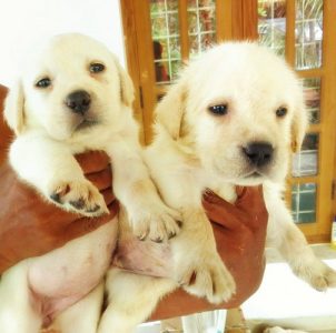 Labrador Puppies