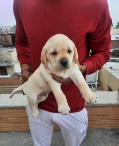 Labrador Puppies Goldeb Black For Sale 9654249090
