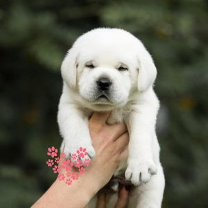 Labrador Puppies For Sale in Mumbai BEST QUALITY
