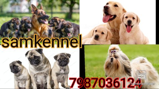 LABRADOR PUPPIES FOR SALE IN RATLAM 7987036124