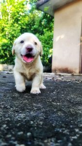 Labrador puppies for salw