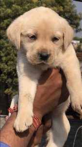 Labrador Pupples for Sale -