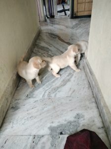 Labrador puppy 30days original breed