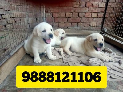 Labrador puppy available 9888121106 pet shop near me