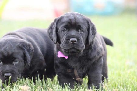 Labrador puppy in Bangalore KCI registered