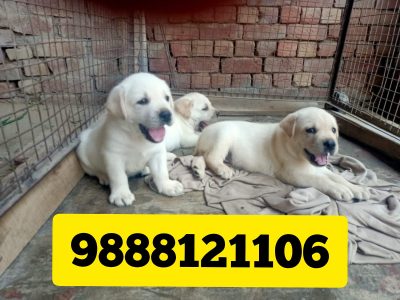 Labrador puppy buy near me jalandhar kapurthala kalasinga kishan pura ramamandi jandu Singa adampur