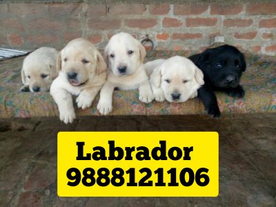 Labrador puppy buy online pure breed top quality