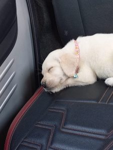 labrador puppy