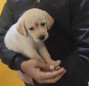 Labrador puppy