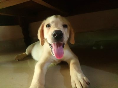 Labrador puppy