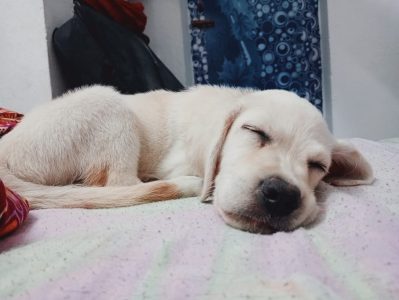 Labrador puppy for sale