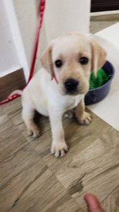 Labrador puppy