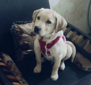 Labrador puppy