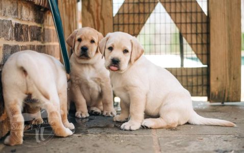Labrador puppy for sale