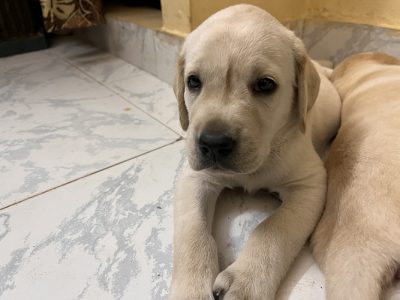 Labrador Puppy for sale