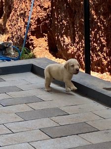 Labrador puppy
