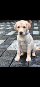 LABRADOR puppy for sale