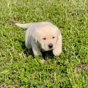 Labrador puppy