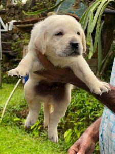 Labrador puppy