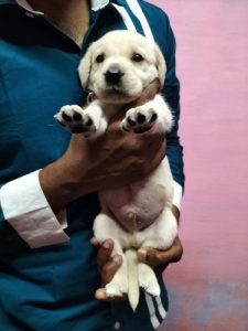 Labrador puppy's