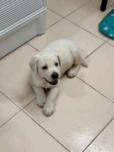 Labrador puppy