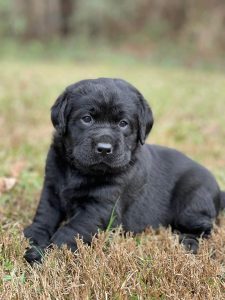 Labrador puppy
