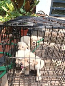Labrador Puppy for sale.