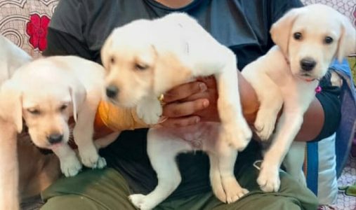 Labrador puppy for sale