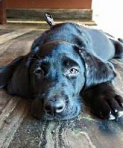Labrador puppy female