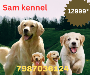 Labrador puppy for sale in Indore low price best quality