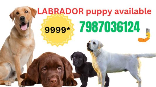 Labrador puppy for sale in Indore low price best quality