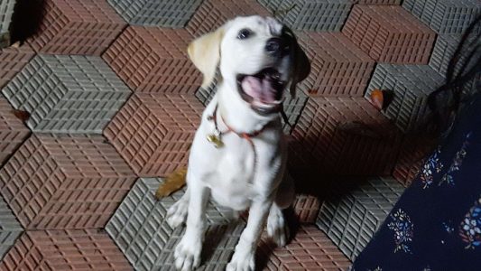 Labrador puppy 4 month old