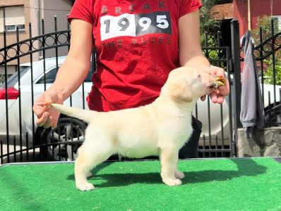 Labrador puppy price