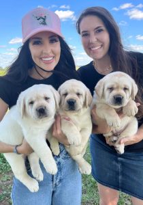 Labrador puppy price