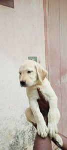 Labrador puppy tirur