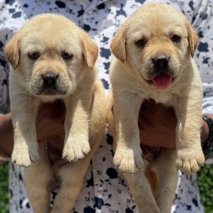 LABRADOR PURE APPLE HEAD SHOW QUALITY PUPPIES IN CHENNAI -8825694373