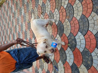 Labrador Retriever For Sale