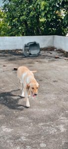 Labrador retriever