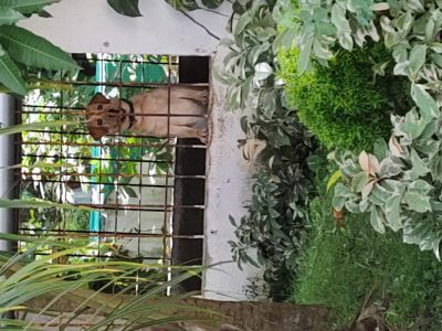 Labrador retriever for sale