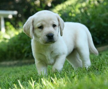 Labrador retriever puppies for sale