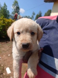 Labrador retriever puppy for sale