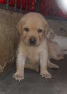 Labrador Retriever puppy