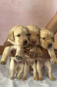 Labrador Retriever for Sales