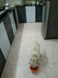 Labrador Retriever White Male Dog 4months